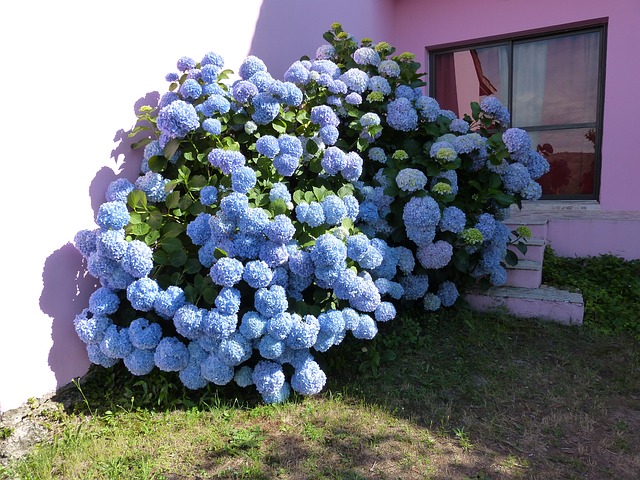 hydrangea